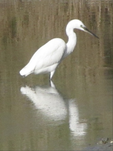 aigrette garzette